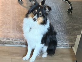 Shetland Sheepdog – Sweet Shetland Sheepdog Available in Charlotte – Charlotte