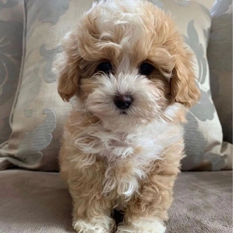 Maltese – Lovely Maltipoo Puppies for rehoming