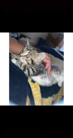 kittens for sale Birmingham b8