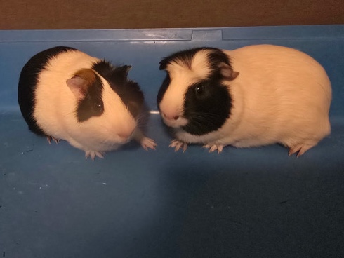 2 Guinea Pigs - Bonded Pair