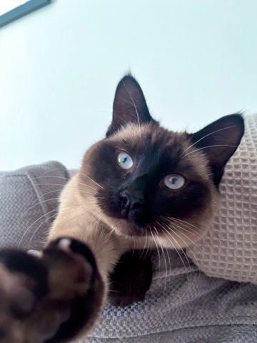 Siamese – 11 month old Siamese boy