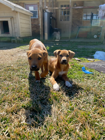 Labrador Retriever – Puppies