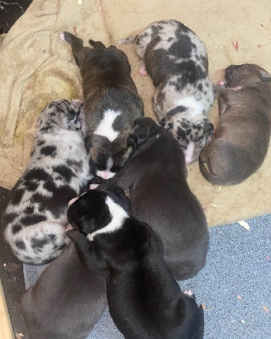 American Bulldog – My baby boys and girls are ready for a new home.