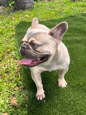 French Bulldog – Frenchie