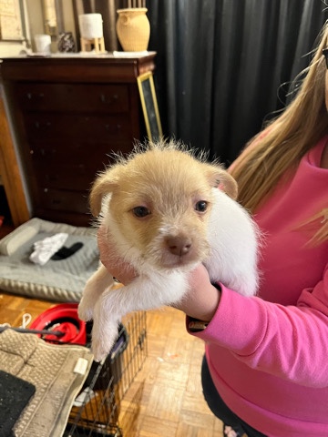 pups that need a good home!