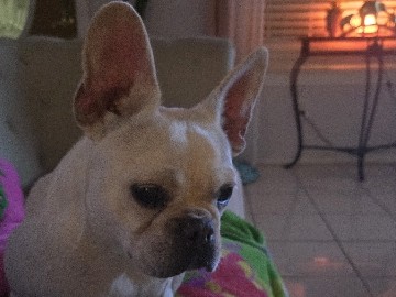 French Bulldog - white female frenchie available for adoption in Dallas