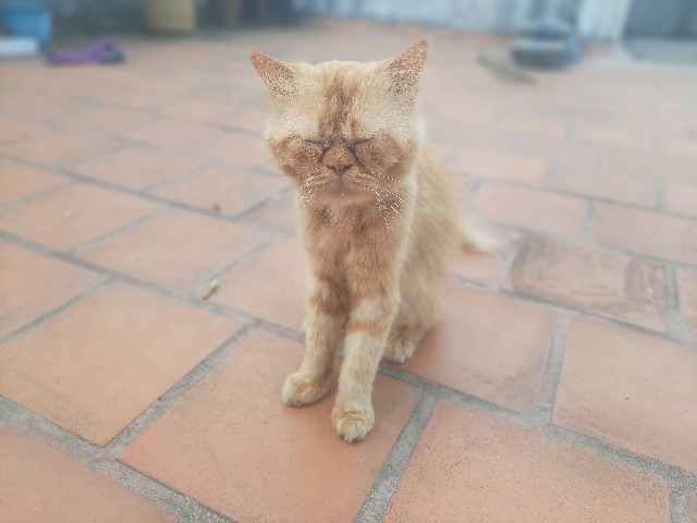 Persian (Modern) – full punched persian cat for sale