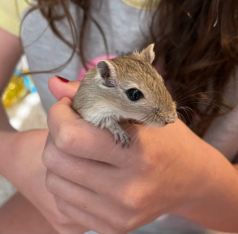 Baby gerbils