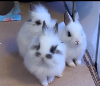 Bunnies 