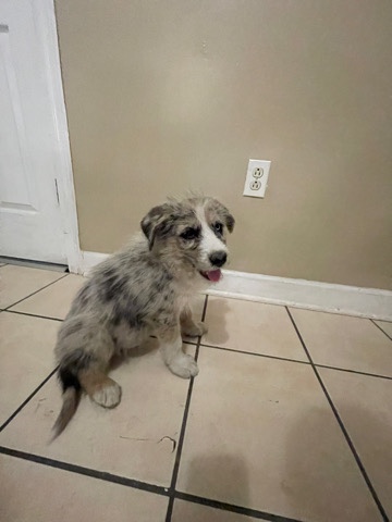 Australian Shepherd – Aussie and German shepherd mix