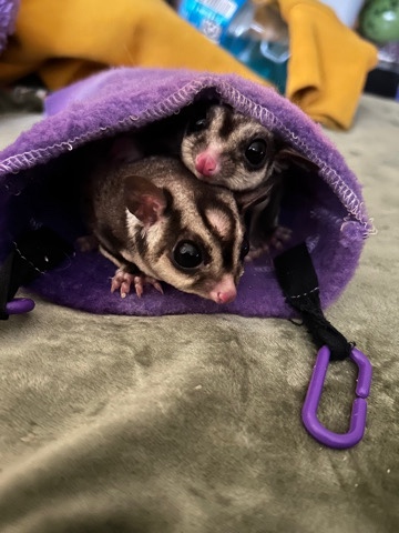 monkey – super friendly sugar gliders!!