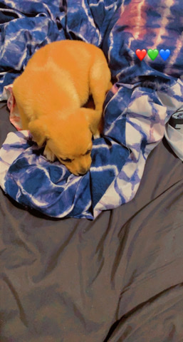 Chihuahua – puppy for sale