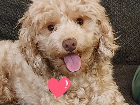 Buy Cavapoo Cavapoo for sell in Bowie