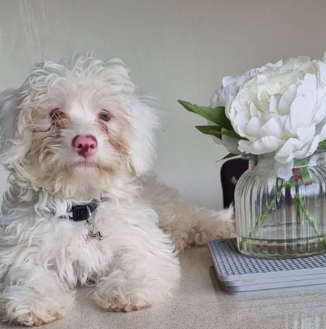 Maltese – Loving Maltese Puppy For Sale