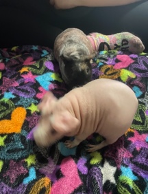 guinea pig – 2 Female Guinea Pigs (Skinny Pigs