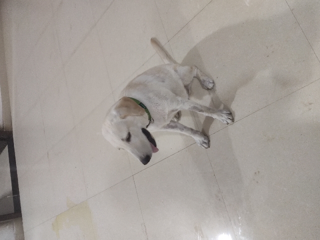 Labrador Retriever – 4 vicenated basic tained quality Labrador dog pupp