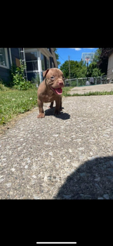Toy Bulldog – pocket bully