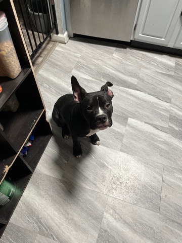 American Pit Bull Terrier – Puppy for Free