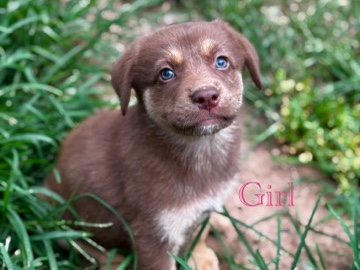 Mixed Breed – puppies looking for forever homes – Oklahoma City