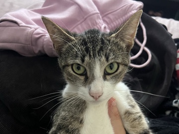 PREGNANT CAT LOOKING FOR HOME – Hawthorne