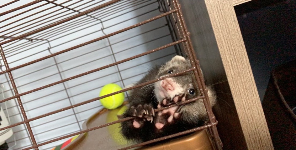 ferret – two ferrets need rehoming