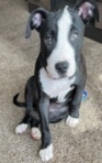 American Pit Bull Terrier – Selling Pitbull for $700