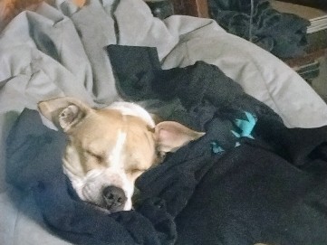 American Pit Bull Terrier – Luna – Springfield
