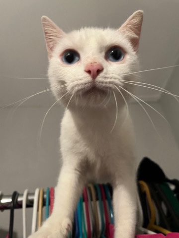 Russian White, Black and Tabby – kitten