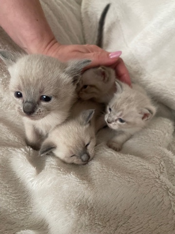 white simese kittens