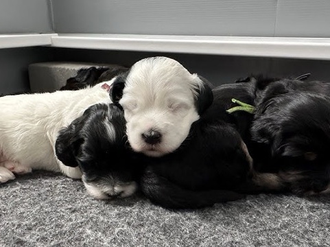 Labrador Retriever – labradoodle