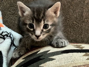 Siamese – siamese and tabby cat mixed kittens – Payette