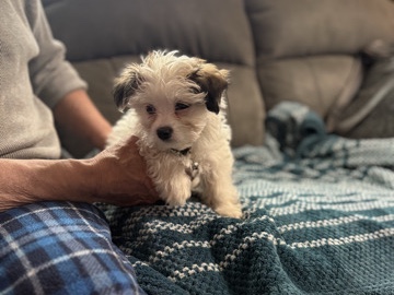 Maltese – Malchi puppies – Everett