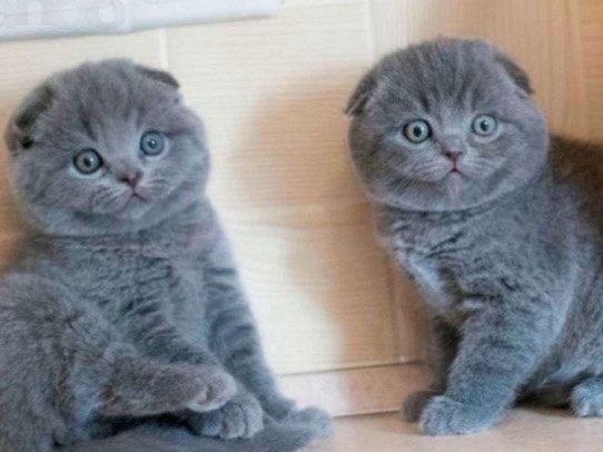 Scottish Fold – Katze – Lübeck