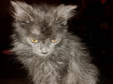 Maine Coon – Maine coon – Alexandria