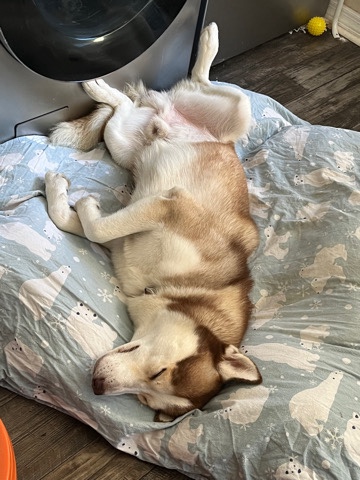 Siberian Husky – Ayu Husky