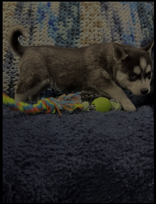 Alaskan Malamute – malamute pups available