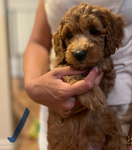 Poodle – Goldendoodles (Medium size)
