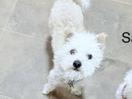 Mixed Breed – Adorable Toby – Oakland