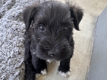 Miniature Schnauzer – purebred mini schnauzer – Monrovia