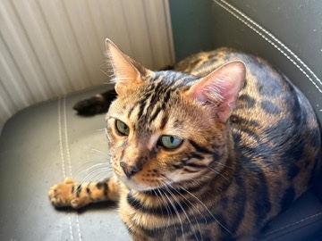 Bengalen Kater