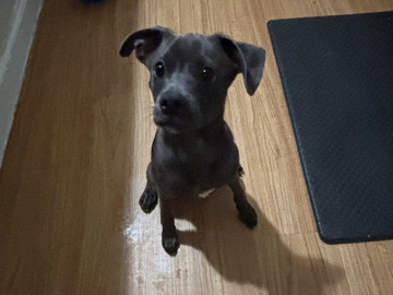 Bull and Terrier – Pit Bull / Terrier Mix – Adelanto