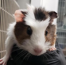 Any – Guinea Pigs
