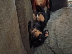 Mixed Breed – I have a mix breed that needs a home asap – Marmaduke