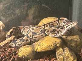 Ball Python