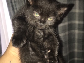Russian White, Black and Tabby – kitten for sale
