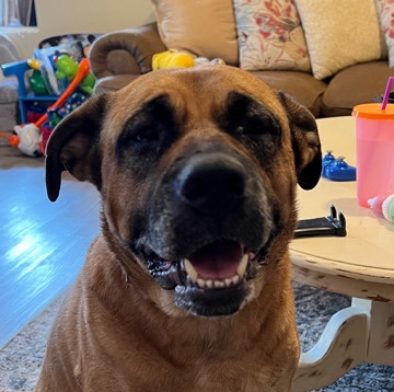 Bullmastiff – Looking to rehome my Bullmastiff in San Diego