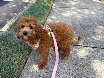Cavapoo – Need her gone ASAP – College Park