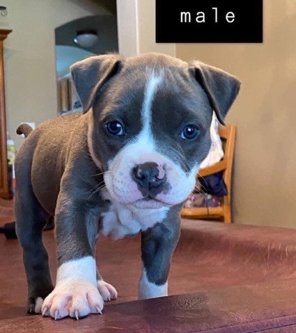 American Pit Bull Terrier – pitbull puppies for sale very soon!!