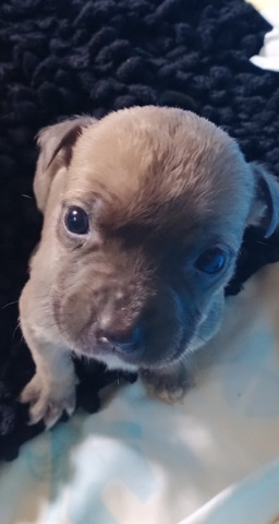American Pit Bull Terrier – Bullies