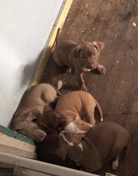 American Pit Bull Terrier – Rednose Pitbull puppies